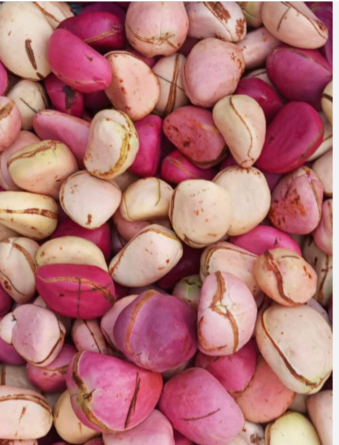 Cola Nuts/250g