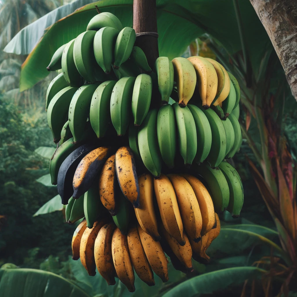 Ripe Plantain Tree