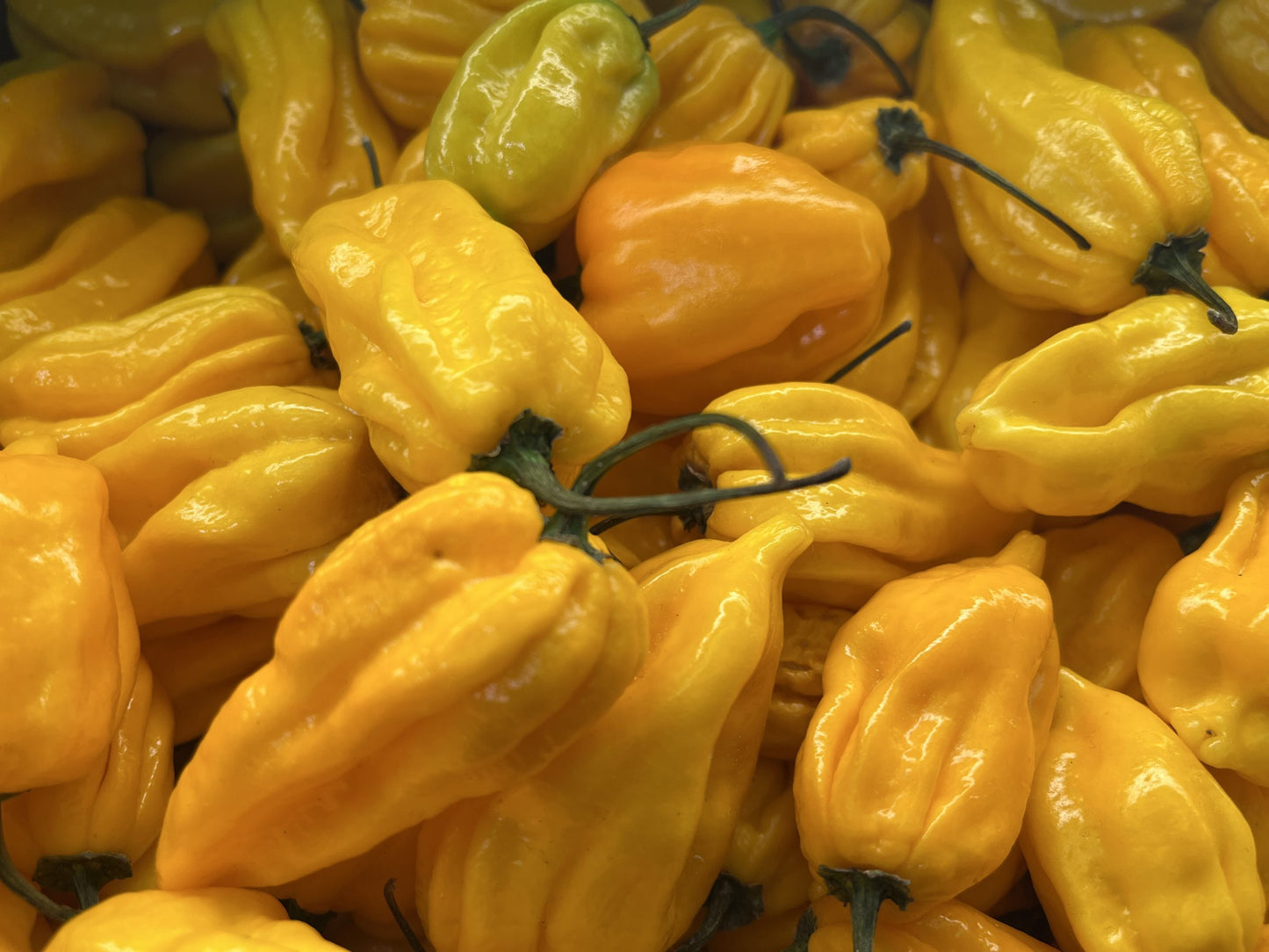 Fresh Habanero Pepper(VERY HOT) - Yellow / 100g