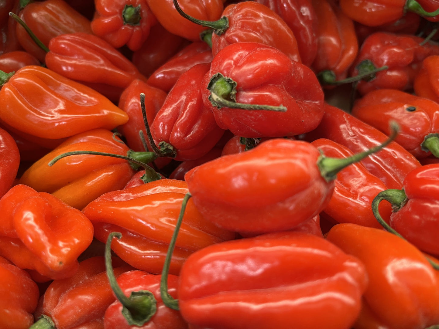 Fresh Habanero Pepper(VERY HOT)- Red / 100g