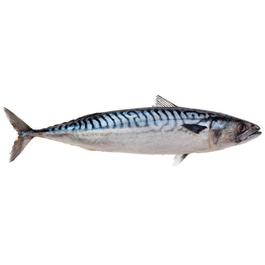 Mackerel W/R 600+ 1kg